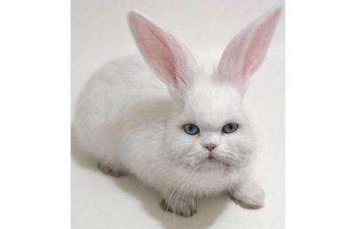 Rabbit-Cat_1372448i
